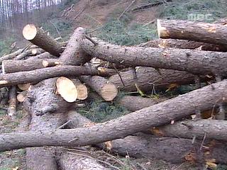 재선충 방제 뒷북