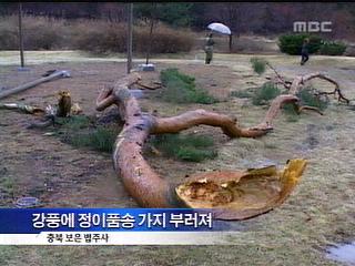 곳곳 돌풍 피해강풍 피해 종합