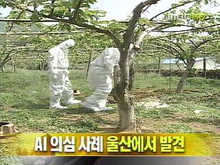 단신 AI 의심 사례 울산에서 발견