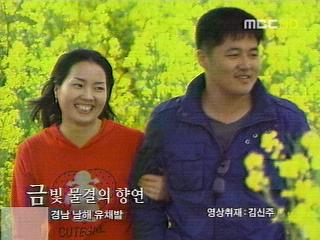 금빛 물결의 향연
