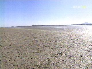 장항습지 사라진다생태계 파괴 우려