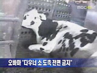 단신 오바마 "다우너 소 도축금지"