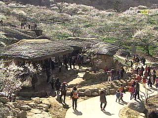 전국 곳곳 봄꽃 잔치 활짝