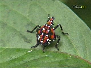 꽃매미 비상30배 급증