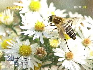데스크 영상 가을 나들이