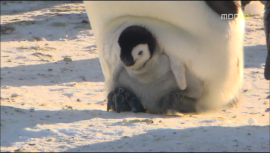 자연환경 다큐멘터리마지막 편 남극의 눈물