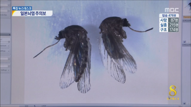 전국에 일본뇌염 주의보 발령빨라진 여름 모기 주의