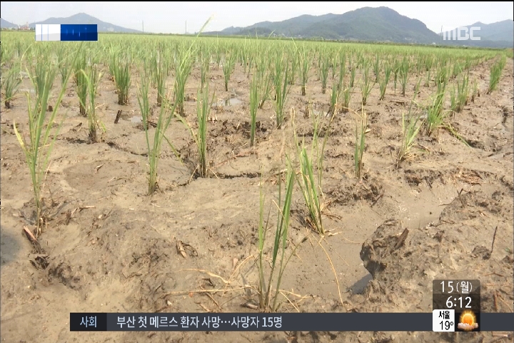 비는 내렸지만 끝날 줄 모르는 가뭄타들어가는 농심