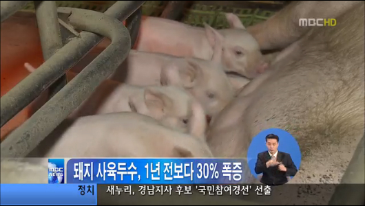 돼지고기값 약세사육두수 1년전보다 30 폭증