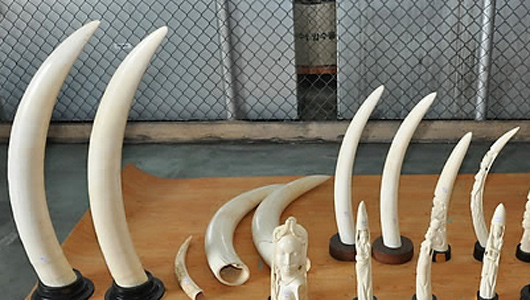 중국 세관 1천억원대 상아 밀수조직 적발