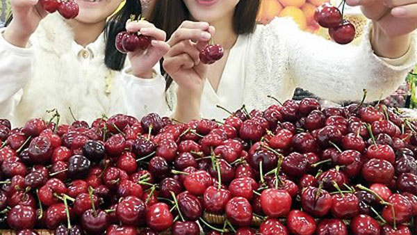 미국 체리 수입 급증국내산 과일 타격 우려