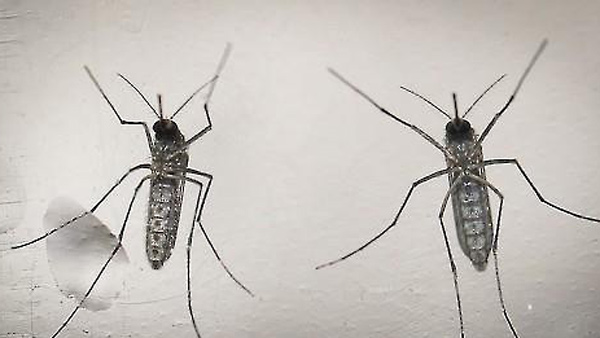 광둥성 지카 바이러스 유입 10명으로 늘어