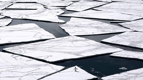 남극해에 세계 최대 해양보호구역 합의한반도 7배