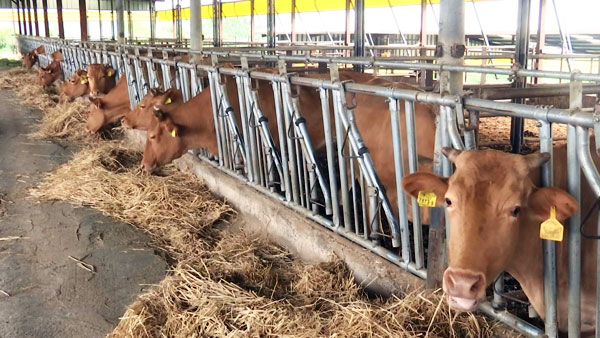 청탁금지법 이후 한우 경매가격 95만 원 하락