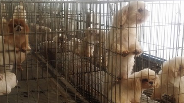 강아지공장 강제임신수술 금지동물학대 간주 처벌
