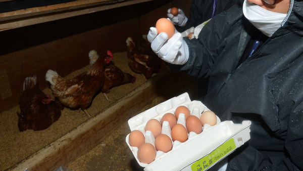 살충제 달걀 농장 하루 사이 13곳 추가 45곳으로 늘어