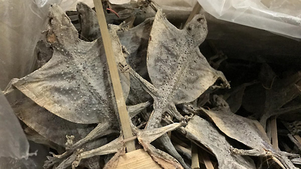 지네도마뱀 등 불법 혐오식품 제조유통 무더기 검거