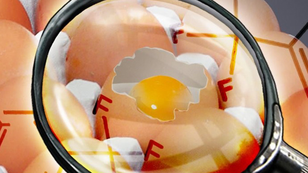 대전서 살충제 달걀진드기 잡는 에톡사졸 검출