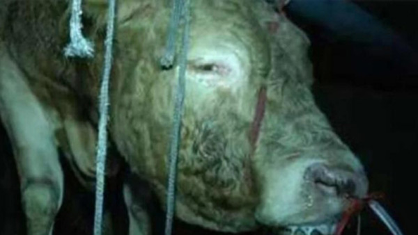 체중 불리기 위해 소에게 12시간 물 먹인 도축업자 검거