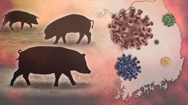 철원 원남면 2개 폐사체에서 아프리카돼지열병 바이러스 검출