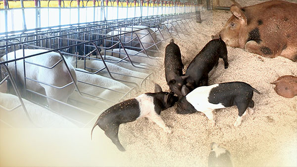 아프리카돼지열병 예방 남은음식물 돼지에 직접 급여 금지
