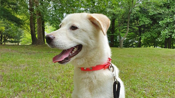 광주시 청와대로부터 풍산개 별이 분양