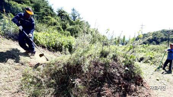 대구서 벌초 나선 80대 노인 실종