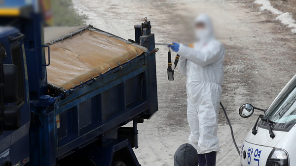 경기 김포 산란계 농장서 고병원성 AI 확진…전국 13번째