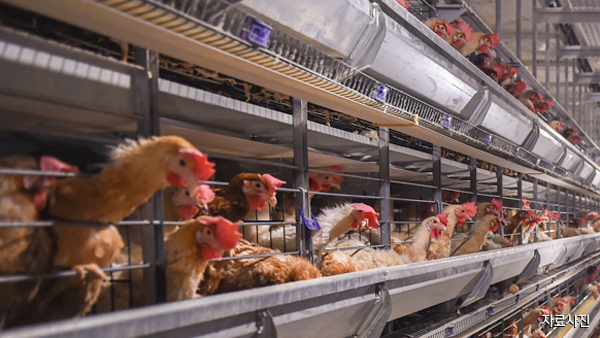 중국서 치사율 높은 조류인플루엔자도 발병