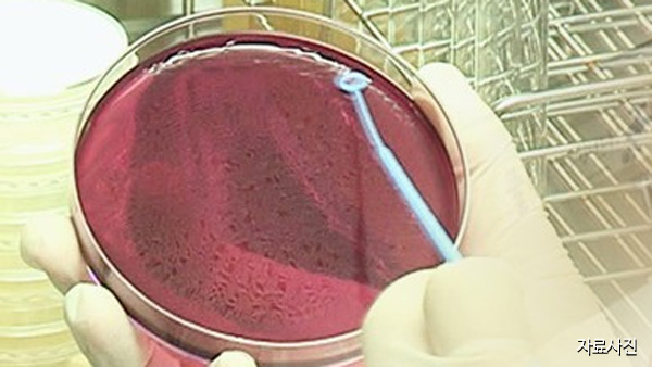 미국 17개주서 한국산 팽이버섯 먹고 사망·식중독