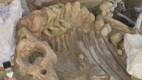 멕시코 공사현장서 매머드 200마리 뼈 무더기 발굴