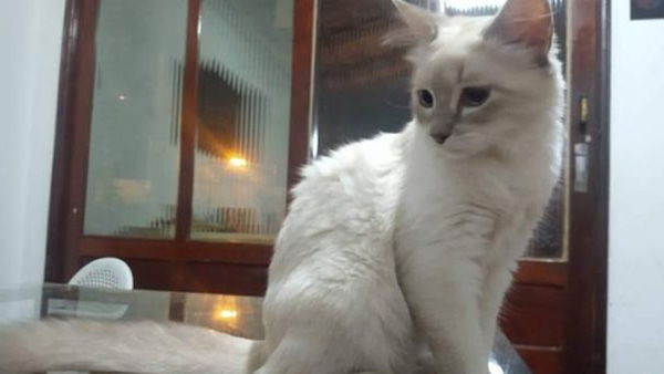 브라질서도 반려동물 코로나 감염…고양이 확진 판정