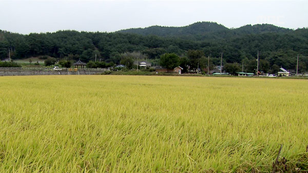 전국 논·밭 등 경지면적 8년 연속 감소