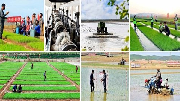 北 "전선에 탄약 보내는 심정으로" 모내기에 모든 역량 집중