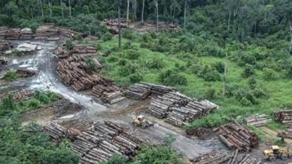 "열대우림 17년간 3분의 2 파괴…인간의 소비 탓"