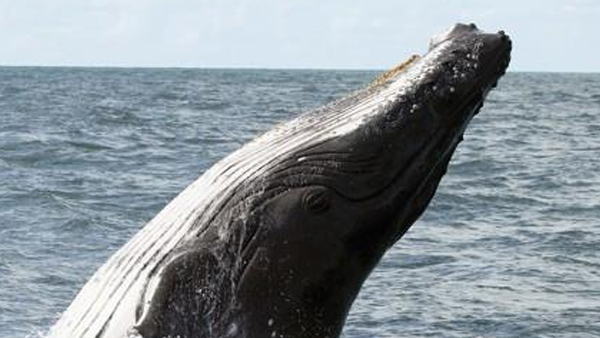 고래 입속으로 들어갔다 목숨 건진 美 어부