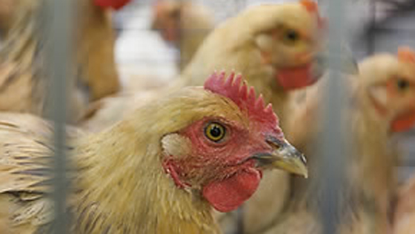 중국서 H5N6형 조류인플루엔자 인체감염 사례 발견
