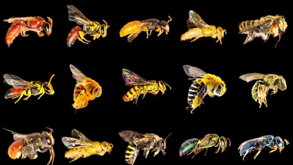 8개월간 이어진 '최악의 들불'‥"호주 토종벌 11종 멸종 위기"