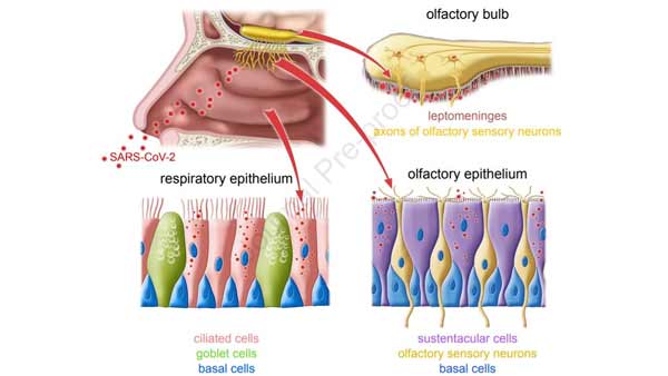 "코로나19 뇌세포에 감염 안 된다‥콧속 지지세포만 감염"