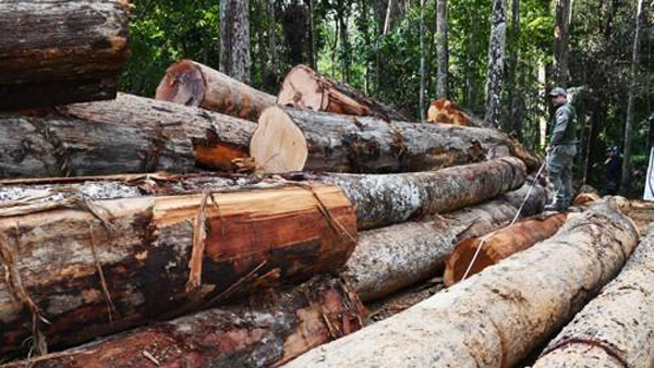브라질 아마존 열대우림 파괴 15년만에 최악