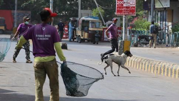 파키스탄서 유기견 독살용 간식 나눠 먹은 어린이 4명 사상