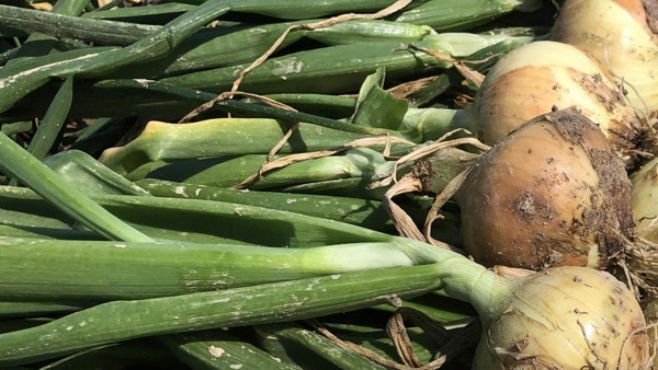 양념채소 가격 이달도 강세 전망‥양파 평년보다 82%↑