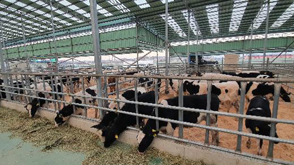 70년 전 우리가 받았던 것처럼‥젖소 42마리 네팔 보내