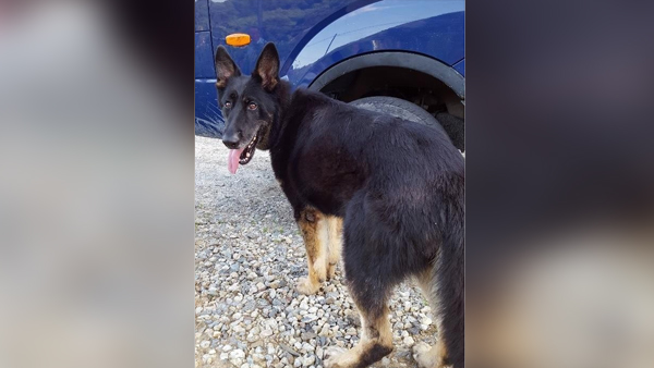 실종 여중생 찾아낸 군견 달관이, 10년 군생활 마치고 은퇴