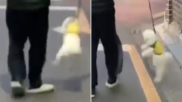 동물권단체, 강아지 '요요'처럼 학대한 남성 고발