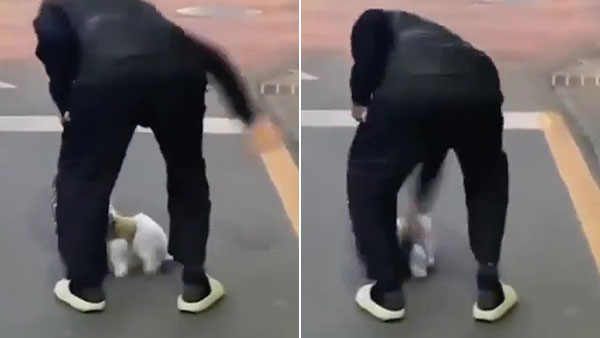 동물권단체, 강아지 '요요'처럼 학대한 남성 고발