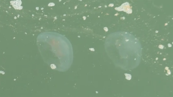 제주 해안에서 독성 "관해파리" 관측‥주의 당부