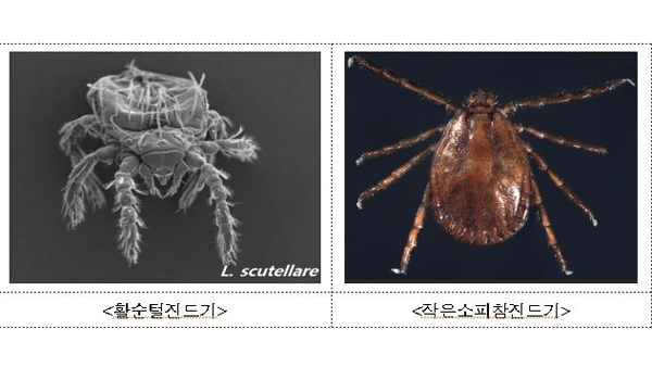 질병관리청 "벌초·추수할 때 진드기·쥐 매개 감염병 조심해야"