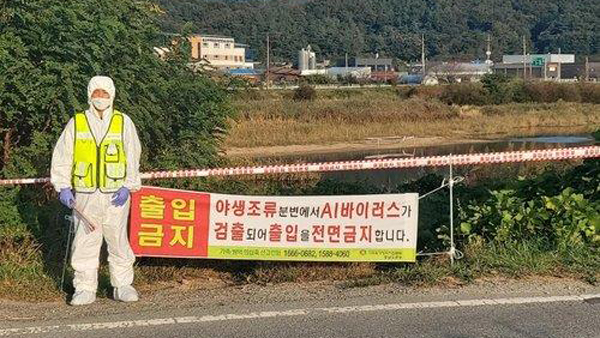 조류인플루엔자 '심각' 격상‥경기도내 닭·오리 방사사육 금지