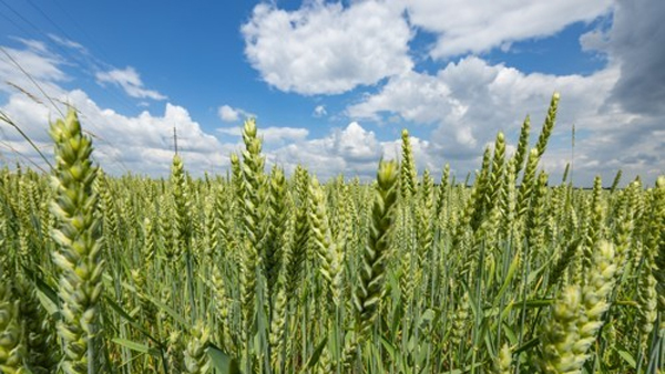유엔 총장 "식량부족으로 전세계 '재앙' 닥칠 수도"